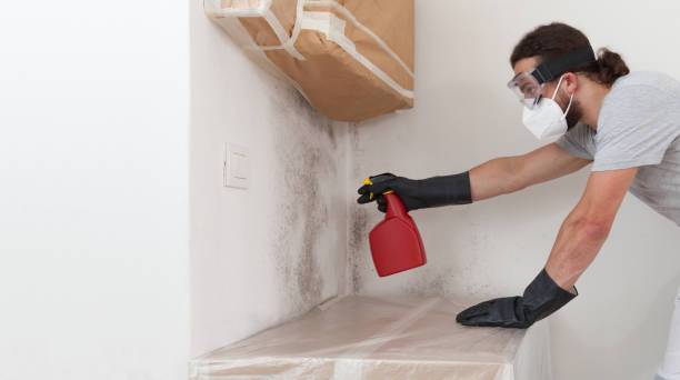 Professional Basement Mold Remediation technician working in Olga, FL